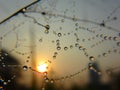 Collaboration of Dew, Spider web and morning sun Royalty Free Stock Photo