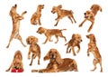 Collage. Adorable, beautiful purebred dog, English Cocker Spaniel in motion isolated over white background.