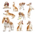 Collage. Adorable, beautiful purebred dog, Spaniel in motion isolated over white background. Amazing animal