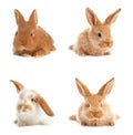 Collage with adorable fluffy bunnies on background. Baby animals Royalty Free Stock Photo