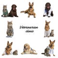 Collage with adorable pets on white. Veterinarian clinic