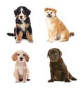 Collage with adorable puppies on background. Baby animals Royalty Free Stock Photo