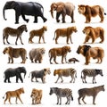 Collage of african animals in front of white background Royalty Free Stock Photo