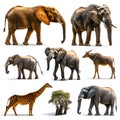 Collage of african animals in front of white background Royalty Free Stock Photo