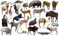 Collage with African mammals and birds Royalty Free Stock Photo