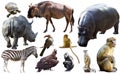 Collage with African mammals and birds