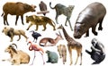 Collage with African mammals and birds