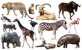 Collage with African mammals and birds Royalty Free Stock Photo