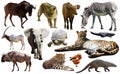 Collage with African mammals and birds Royalty Free Stock Photo