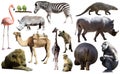 Collage with African mammals and birds