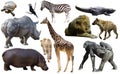 Collage with African mammals and birds