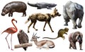 Collage with African mammals and birds Royalty Free Stock Photo