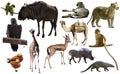 Collage with African mammals and birds Royalty Free Stock Photo