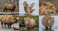 A collage of AI-generated animal images featuring various creatures with mixed characteristics. The Royalty Free Stock Photo