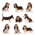 Collage with al kind of postures of basset artesien normand puppy dogs