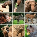 A collage of Animals from the zoo Royalty Free Stock Photo