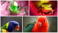 Collage of Australian Fauna