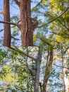 Collage Of Australian Koalas In Their Natural Habitat Royalty Free Stock Photo