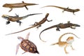 Australian reptiles