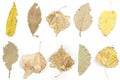 Collage. autumn dry leaves on white isolated background