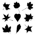 Collage of autumn leaves, black and white vector graphic Royalty Free Stock Photo