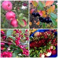 Collage of autumn plants Royalty Free Stock Photo