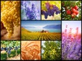 Collage with autumn and summer harvest Royalty Free Stock Photo