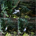 Collage of Bali Starling Mynah White Bird Bathing Royalty Free Stock Photo