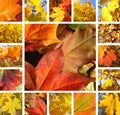 Collage from beautiful autumn leaves of maple Royalty Free Stock Photo