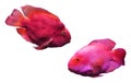 Collage of beautiful blood parrot cichlid fish on background