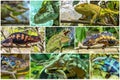 Collage of beautiful chameleon, Different types of chameleon - endemic. Species which is restricted to a specific geographic locat
