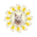 Collage of beautiful daffodil flowers with one gray cat on a white background.