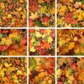 A collage of beautiful fallen Autumn leaves Royalty Free Stock Photo