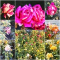 Collage of beautiful roses in garden. Rose flowers covering rose bush in summer garden. Collage of toned photos Royalty Free Stock Photo