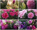 Collage of 6 beautiful spring and summer flowers with buds for garden bed in pink and purple colours,dense green foliage Royalty Free Stock Photo