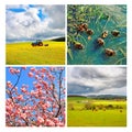 Collage of beautiful springtime scenes