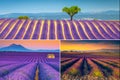 Collage of beautiful summer scenery with lavender plantations, Provence, France