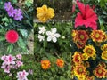 Collage of Beautiful variety of colorful flowers and plants Royalty Free Stock Photo