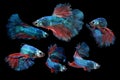 Collage Betta, Various Color size and Gender Cupang, Siamese Fighting, Red Blue, Half Moon Royalty Free Stock Photo
