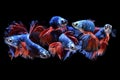 Collage Betta, Various Color size and Gender Cupang, Siamese Fighting, Red Blue, Half Moon Royalty Free Stock Photo