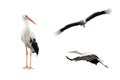 Collage bird stork in flight isolated on white background Royalty Free Stock Photo