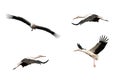 Collage bird stork in flight isolated on white background Royalty Free Stock Photo