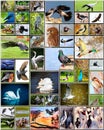 Collage of birds