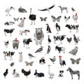 Collage black and white animals isolated on white background