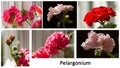 A collage of blooming Pelargonium hortorum