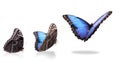 Collage with blue morpho butterfly flying up on white background. Banner design Royalty Free Stock Photo