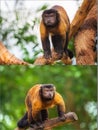 Collage of brown capuchin monkey Royalty Free Stock Photo