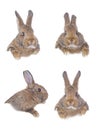Collage of brown rabbits isolated on white for design Royalty Free Stock Photo