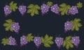 A collage of bunches of blue grapes on a dark background in the form of a frame for text. Banner, postcard, advertisement Royalty Free Stock Photo