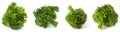 Collage of bunches of fresh green parsley isolated on white background. Fragrant greens in different angles for use in